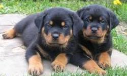 &nbsp;Rottweiler puppies(100% Purebred). Nice and Healthy! Vet checked, current on shots/wormings and micro chipped. Text Only Via (530) 522-8115