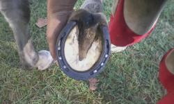 My name is Chris Kirby. I am a certified Farrier. I went to GA Farrier School.&nbsp;
I trim and Shoe minis, ponies, regular horses, drafts and donkeys.
* Hot and Cold Shoeing
* Corrective Shoeing and have worked with lameness in horses.
I live in