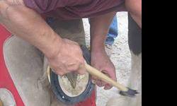 I am a Certified Professional Farrier. I attended GA Farrier School. I trim and shoe Mini's to Draft's and a few Donkeys. I offer Hot and Cold Shoeing, Hoof Repair, Corrective Shoeing, Steel and Aluminum shoes. I have worked with FounderingHorses. I have