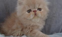 CFA Cream female persian kitten. PKD-FELV-FIV-neg. National winning bloodline. Veterinary health certified and vaccinated to appropriate age. Sweet loving temperament with lots of PURR! Breeding rights and shipping additional. To approved homes only.