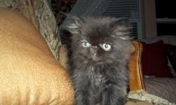 I have 2 beautiful cfa Black male Persian kittens - 9 weeks old &nbsp;-Born 7-8-14 &nbsp; - want to find a great home for my kittens- &nbsp;-Our kittens are raised in our home and are played with everyday - Before going to their new home they recieve