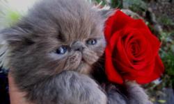 CFA Persian kitten available.Beautiful extreme blue male(perfect body type)a very friendly little man.When ready to go home in december included is first shot/worming/foods/litterbox/etc.Health guar.Dep. to hold.450 Located in ne portland -- white boys
