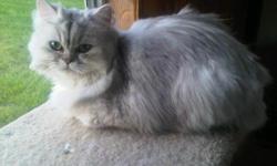 Persian kitten she will be one on June 29th. She will come up to date on shots, written contract and a health guarantee. She loves to play, and she is a large female. She has not been registered yet and she can be registered fully through the CFA. For