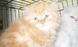 CFA Persian Kittens for sale. Ready for a loving home. Litter trained, very playful.
male and female. I have black, cream, red, brown tabby, and tortie.born in May
Florence area. Call 843-667-4934