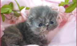 CFA Persian kittens. PKD-PKD negative. Veterinary health certified and vaccinated. National winning bloodlines. Sweet loving temperaments. Breeding rights and shipping additional. cateranpersiansfl.com