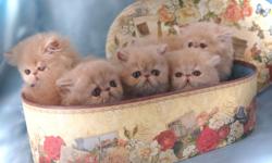 CFA Persian Kittens. PKD-FELV neg. Veterinary health certified and vaccinated. National winning bloodlines. Sweet loving temperaments. Breeding rights and shipping additional. To approved homes only. cateranpersiansfl.com