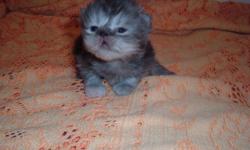 Gourgeous Persian kittens, Parents are CFA. Flat/Extreme faces. 3 females, and 1 male. 2 females spoken for. Lovingly raised in my livingroom, good with kids and dogs. Born 8-4-2010, Ready around 8 weeks old. $50 deposit to hold kitten, non-refundable,