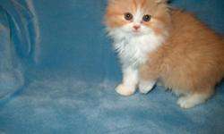 CFA Registered Persian BiColor Kittens. 8 weeks old. I have Red/White and Cream/White. $400, ready now 256-740-8224