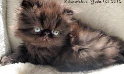Stunning CFA Registered Male Black cpc persian kitten available for reserve. &nbsp;Yoda was born August 23, 2012 and will be ready to go to his forever home at the end of October 2012. &nbsp;Yoda has it all! &nbsp;He is healthy, PKD negative, and has an