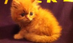Red Tabby&nbsp;Colored Persian Kitten.&nbsp;Male.&nbsp;Vaccinated and read for adoption.&nbsp;
