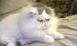 Bashzan Persians is a CFA registered cattery that has been in existence since 1992. I have a small in home closed cattery . (That means ABSOLUTELY NO STUD SERVICE). My cats are my pets first & foremost, they live in my house & sleep in my bed. Kittens are