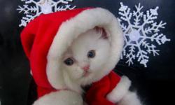 CFA PERSIAN.White fun/friendly male ready for his new home.Just in time for christmas.Can hold till christmas if you like.So far baby has recieved first shot and worming,he will go home w/the foods he's used to.He gets a lot of attention and is spoiled