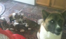 Hello puppy lovers,
I have available 6 CHAMPION (2 Female, 4 Male) puppies from my Akitas' "Ice" & "Ronin."
This is their 1st of only 3 litters that I will be having. Due to their parents and champion breeders I'm only by contract allowed to have up to 3