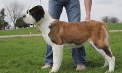 I have a smooth female akc reg. saint bernard 11 months needing to be placed into a companion home only. She has qualities about her that would not be suitable for the show ring. She is a lovely dog that would do best in a home where she is the only dog.
