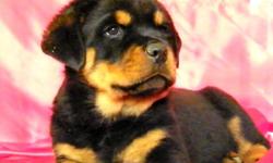 Amazing litter!!!... the best of Germany in their bloodlines.
The Sire is one of the top 10 Rottweiler Studs in the world, Gil Von Hause Milsped. Gil is a multi champ, multi klubsieger, International champ, 31 x CAC and he has sired already many champions