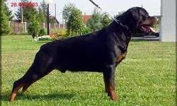 Amazing puppies!!!... the best of Germany in their bloodlines.
The Sire is one of the top 10 Rottweiler Sires in the world, Gil Von Hause Milsped. Gil is a multi champ, multi klubsieger, International champ, 31 x CAC and he has sired already many