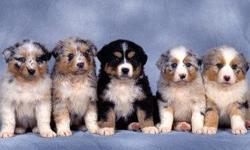 Charming Australian Shepherd puppies are now ready to meet their new loving family. They are current on all shots, potty trained, and have a excellent pedigree.Text only via&nbsp; (530) x 522 x 8115