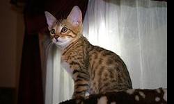 F2 savannah kitten,she is vaccinated, registered, wormed, flea prevention treatment and in the case of she is&nbsp; neutered. Raised as part of our family in home environment .she is&nbsp; home raise and good with other house pets and children , very