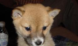 Gorgeous Quality Kennel Club registered Shiba Inu puppies. One male and one female black masked pale fawn. These puppies have excellent pedigrees and superb temperaments. Both parents owned and can be seen. Reared in the heart of the home so well