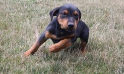 Chase is an black and tan&nbsp;Rottweiler&nbsp;male. He will fill your home with fun and laughter. He was born on May 29, 2016. He just can't wait to be part of your caring family. He is good around kids and other animals. They are asking $550.00 He will