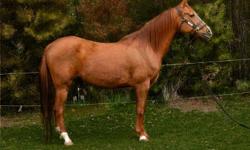 Standing at 14.2 hands, Special Effectx is a purbred Arabian, Certification of Registry # 0556581.&nbsp; He was born on June 23, 1998.&nbsp; He loves people and being around other horses.&nbsp; Trained to voice commands.&nbsp; He is an outstanding horse.