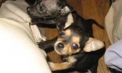 Born November 23rd
Males
Black
Black/Tan
Mother is half Yorkshire/Rat Terrier
Father is Chihauhua
Will ship