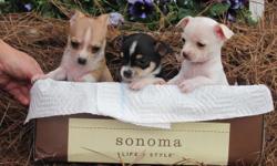 Adorable Chihiuhia puppies for sale.CKC Registered. Have first shots and wormed. Parents on site. 561-361-9927