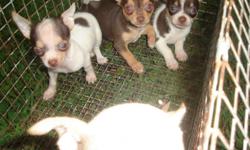 We are full blooded Chihuahua puppies, four females and one male. We consist of many colors: tan, chocolate and peanut butter, and chocolate, white and peanut butter. We were born on July 11, 2011, which makes us eight weeks old. We are CKC Registered,