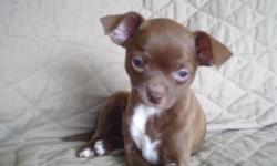 SHE'S 7 WKS., ACA. FATHER IS AKC FROM CHAMPION LINES & ACA. MOTHER'S ACA. WE HAVE 7 CHIHUAHUAS, 5 ACRES, THEY'VE FREE REIGN INSIDE/OUT, PART OF FAMILY, SLEEP WITH US. SHE'S BLUE WITH WHITE ON CHEST/TUMMY & PAWS. GREEN EYES, GETS COLOR FROM DAD. WEIGHS 3