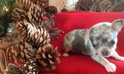 Merle Chihuahuas Diego is a Blue Merle Male($700.00) Born November 8, 2012. Up to date on shots and dewormed. CKC Registered with a written health guarantee. Mom is 3 pounds and dad is 2 1/2 pounds. These are going to be some tiny babies. Both parents