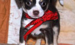 Christmas Chi Pup! This is Darian. He is a beautiful brown, white and tan smoothcoat who is ready to go to his new home Dec 23rd. Darian is a home-raised pup with wonderful breeding. He is sweet, very playful and curious.&nbsp; Health certificate and 1st