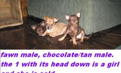 I have 2 VERY playful little boys that are 8 wks old today{5-20-11} first shots/ and have finished with their worming schedual..we went for the vet check today and they are healthy and ready..and have health certificates. i am not a kennel, they are