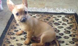 Male CKC Chihuahua Puppies sale cute & playful need a loving caring home.Will be 4 lb-6 lb they have been wormed.I have papers on them.Brown with some black,Fawn & white.Only contact me if you really want a puppy.Calling is best way to contact me.Born