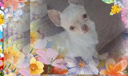 AKC Chihuahua Male&nbsp;
&nbsp; &nbsp;is Light Cream &nbsp;Green Eyes &nbsp;est adult wt 4.5 - 5.0 &nbsp; &nbsp; 6 months old&nbsp;
&nbsp;
&nbsp;
with Reduced price no akc reg included &nbsp;&nbsp;
&nbsp;
&nbsp;
They are located in Wittmann Arizona &nbsp;