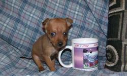 I have 1 Chihuahua Mix Puppy left! He is UTD on shots
and wormings. Super small & Cute! He is ready for his
new home. His dad is 4lbs, mom is 5lbs.
I'm located in Millwood, ky and will not ship nor meet!
Call 270-879-3492