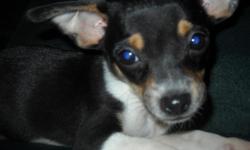 i have two male chihuahua puppies. very playful and adjusted to children and other animals. i have both parents on site if interested please call (989)695-2349. i am located in Freeland MI
buttercup...smooth coat tan with red tint
buddy...tan with furrier