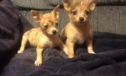 2&nbsp;male brindle chihuahua puppies born 1-14-15. $300. One&nbsp;long haired. First 2 shots and wormed. Parents are 4-6#. Call 715-654-5039.
&nbsp;