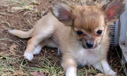 AKC Long Coat Chihuahua boys. CH Grand-sired. Pedigree available. Apple heads and upright ears. These guys are already MICROCHIPPED. First vaccination shot with Progard 5. Their dewclaws have been removed at 3 days old for safety and ease of nail