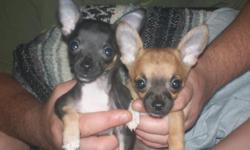 - Two tiny Adorable Chihuahua puppies 1 male & 1 female,Black,white/black,tan, short hair.Fully dewormed, Asking:[$300.00-$400.00]call for more info:[443-537-8478]