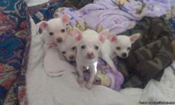 Very sweet and playful chihuahuas 7 wks old loves Kids and other dogs. I have 1 little girl shes white and light tan. Shes the smallest if them all. (See pic below. Puppy on pink blanket is her.) I have 4 little boys all of them are white with Brown spot