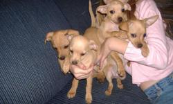 Cute tan puppies. you have to see!