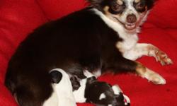 I have two male chihuahua puppies that were born on Thanksgiving day. They will be ready to go approx. at the beginning of January. I will accept a deposit to hold a puppy until that time. The mother is a long hair tri-color chocolate and white with tan