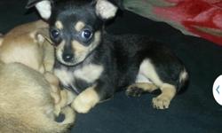 I have 3 Chihuahua puppies for sale very healthy and playful .They are 8 weeks old and dewormed 1 tan male and 2 black and tan females if interested please call ( 714 ) 404-6997 or ( 714 ) 398-1617 thank you
