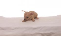 Chihuahua puppies for sale male and female 8 weeks oldCHC paper &nbsp;-NO TEXT PLEAS&nbsp;
&nbsp;
CONTACT; 305 319- 1438