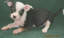 one male chihuahua puppy , black and white, on the larger size, asking $250 for him, very tuff and playful, i call him TANK for description. next puppy is a tri color, beautiful markings, asking $350 for him, he is called HANK for description. next one is