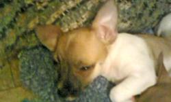 I have 3 male Chihuahua puppies available for 250/each. They are full- breed Chi's and I have both parents on premises for you to see. They are NOT registered they are being sold as pet's only, as I am not a professional breeder and this was an unplanned