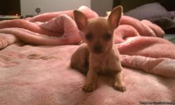 I have 2 chihuahua puppies very playfull 2 females . They are 8 weeks old and dewormed. If intrested please call (714)398-1617 thank you