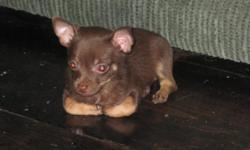 I have 2 male chihuahua puppies ready now..vet check/health certificates/shots/wormings...i raise them inside my home/doggie door/fenced in back yard to play in. they are 8 weeks today 5-20-11...please dont email me..call or text 417-650-1318