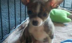CKC registered Chihuahua puppies ready to go now! We have two females (one cream long coat and one black short coat). We also have three males (one fawn, one black, and one gorgeous tiny brindle!).
All of our puppies are conceived, born, and raised in our
