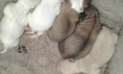 FIVE BEAUTIFUL CHIHUAHUA PUPPIES..... THREE FEMALES AND TWO MALES.. STANDARD SIZE SHORT HAIR. tHE FATHER IS REGISTERED THE MOTHER IS NOT (JUST NEVER GOT AROUND TO IT) NO PAPERS.&nbsp; &nbsp;PARENTS ON PREMISES. TWO WHITE FEMALES ONE BROWN & BLACK ALMOST